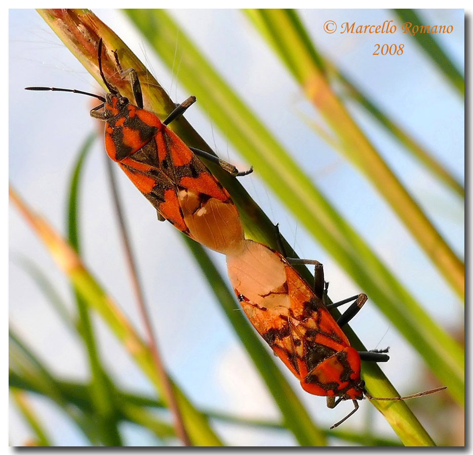 Primi segnali di primavera in Sicilia? Spilostethus pandurus